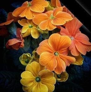 Meet your Posher, Jane